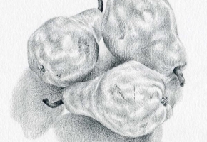 Arrangement of Pears