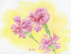 carnation sketch