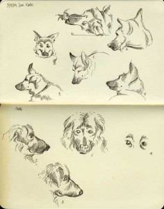german shepherd sketches