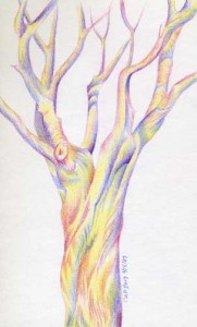 japanese maple sketch