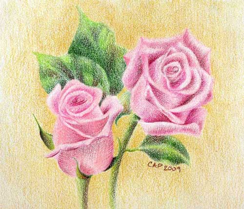 Pink Rose Sketch, colored