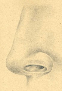 nose drawing