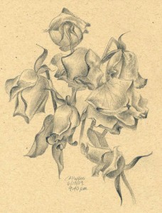 rose sketch