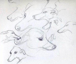 whippet sketch
