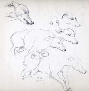 whippet sketch