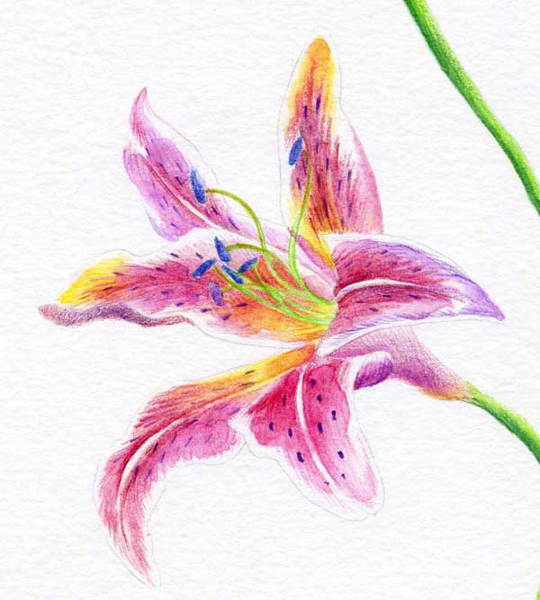 stargazer lily drawing