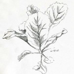 pen and ink cabbage