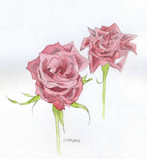 graphite watercolor roses