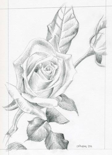 rose flower sketch. flower sketch Really