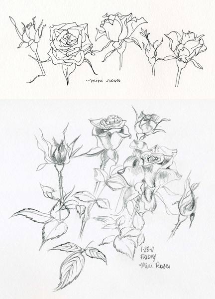 Here are some roses from my sketchbooks which were a sort of early 