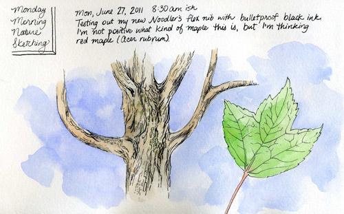 red maple nature sketching