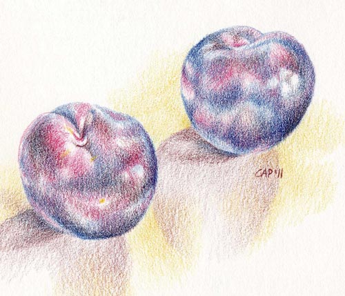 plum colored pencil sketch