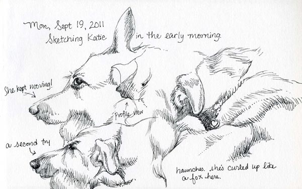 german shepherd sketches