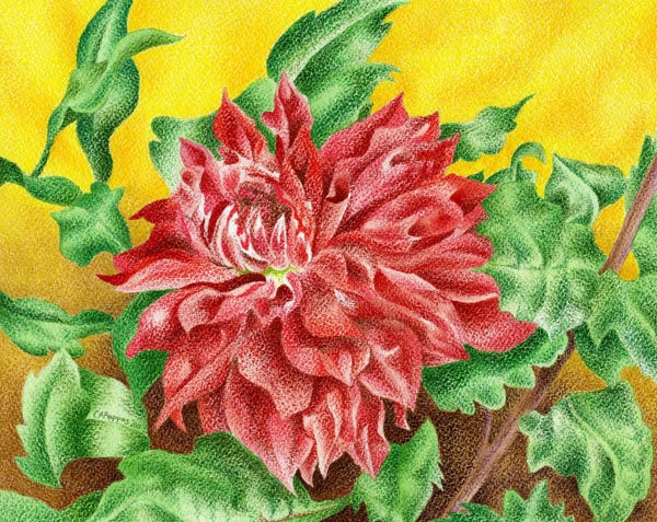 dahlia floral painting