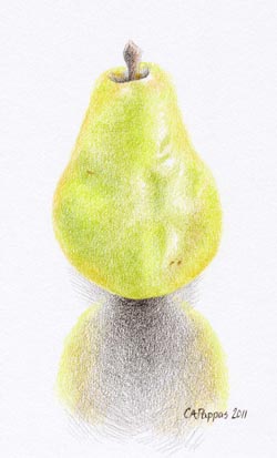 pear sketch