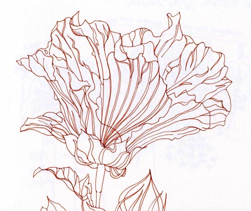 hibiscus ink sketch