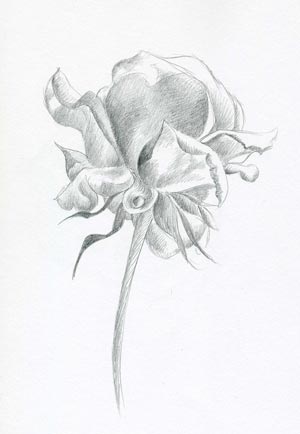 rose pencil sketch