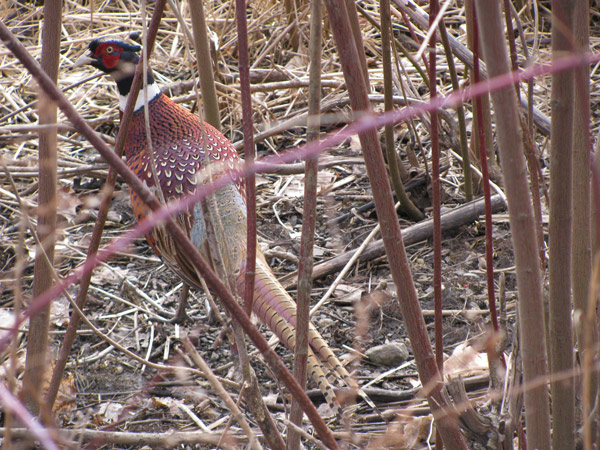 pheasant