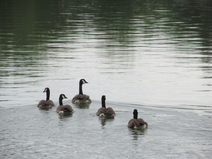 geese in lake
