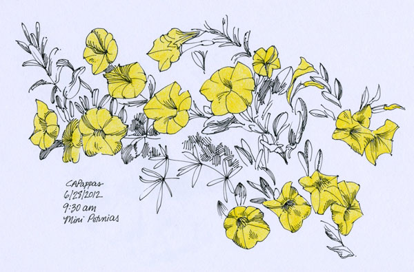 yellow petunias