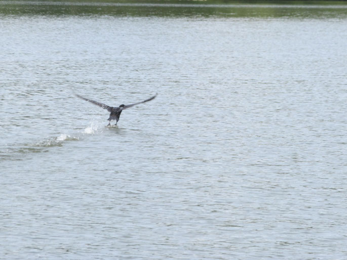 water bird in flight