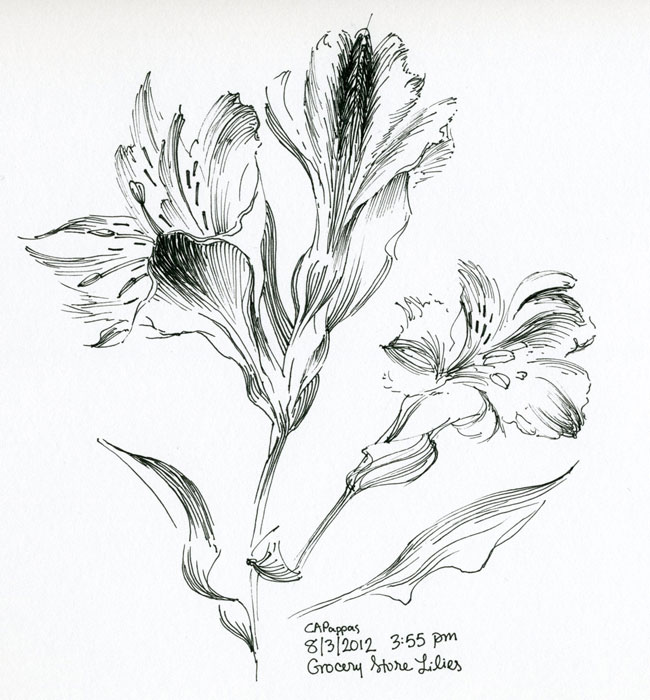 pen and ink lilies