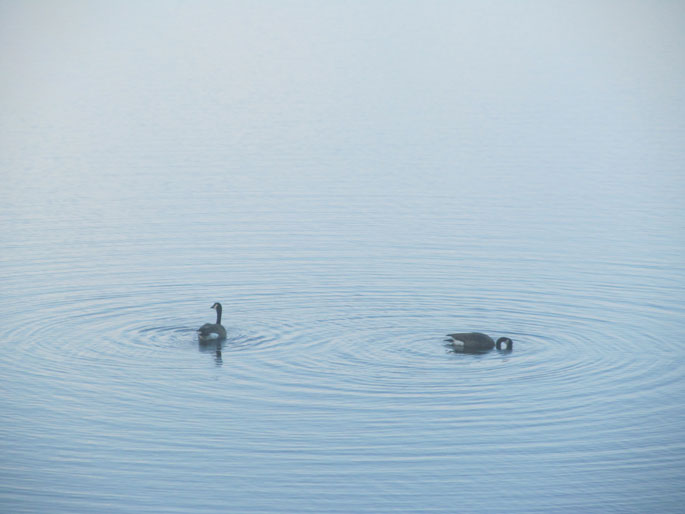 geese in still water