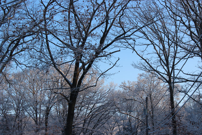 winter trees