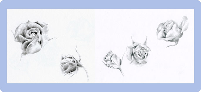 rose sketches