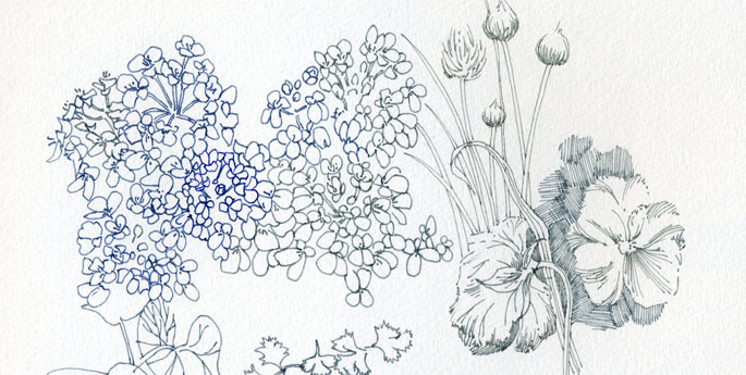 garden pen and ink sketch
