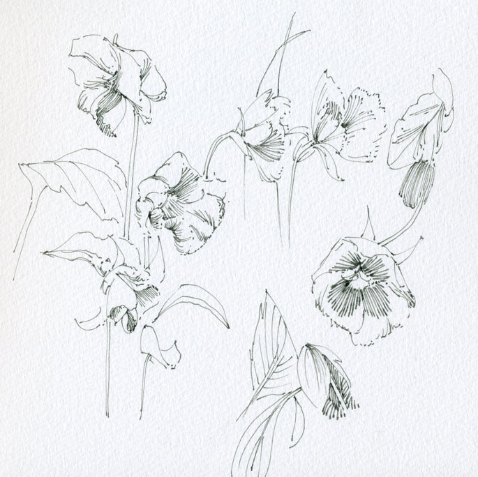 pansies sketch