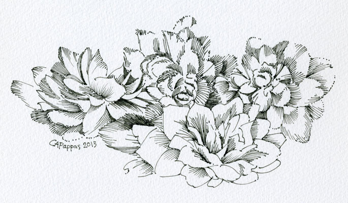 begonia drawing