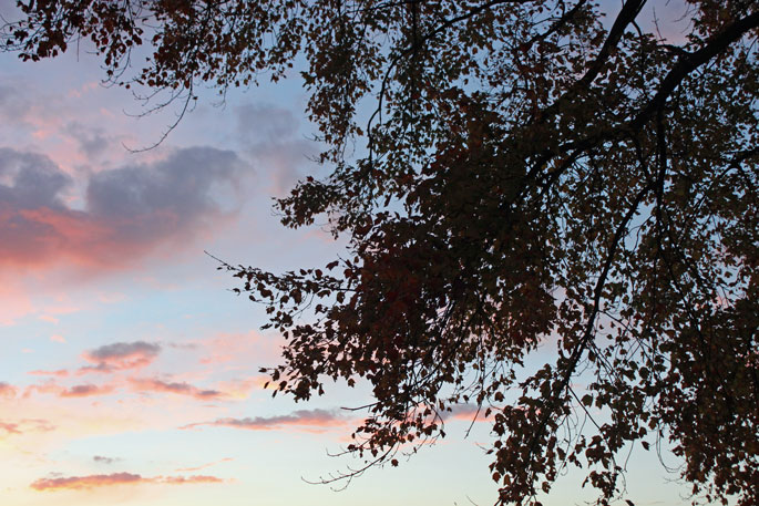 sunset tree silhouette
